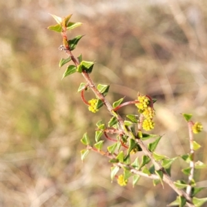 Acacia gunnii at Captains Flat, NSW - 15 Jul 2023 03:14 PM