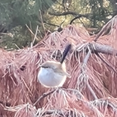 Malurus cyaneus (Superb Fairywren) at Isaacs Ridge and Nearby - 15 Jul 2023 by Mike