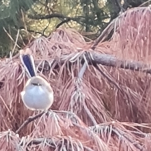 Malurus cyaneus at Jerrabomberra, ACT - 15 Jul 2023