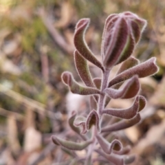 Persoonia rigida (Hairy Geebung) at Captains Flat, NSW - 15 Jul 2023 by trevorpreston