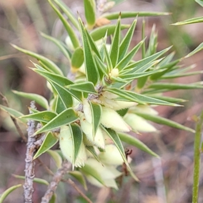 Melichrus urceolatus (Urn Heath) at Captains Flat, NSW - 15 Jul 2023 by trevorpreston