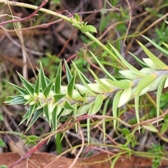 Melichrus urceolatus at Captains Flat, NSW - 15 Jul 2023 02:58 PM