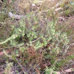 Melichrus urceolatus at Captains Flat, NSW - 15 Jul 2023