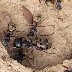 Camponotus suffusus (Golden-tailed sugar ant) at Captains Flat, NSW - 15 Jul 2023 by trevorpreston