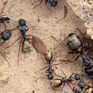 Camponotus suffusus at Captains Flat, NSW - 15 Jul 2023 02:51 PM