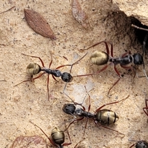 Camponotus suffusus at Captains Flat, NSW - 15 Jul 2023 02:51 PM