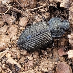 Adelium porcatum (Darkling Beetle) at QPRC LGA - 15 Jul 2023 by trevorpreston