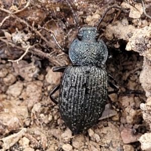 Adelium porcatum at Captains Flat, NSW - 15 Jul 2023 02:51 PM