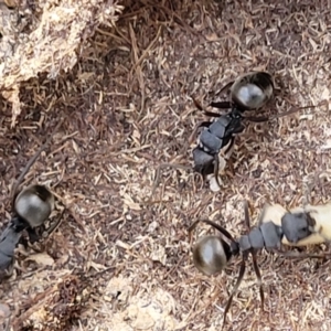 Polyrhachis sp. (genus) at Captains Flat, NSW - 15 Jul 2023