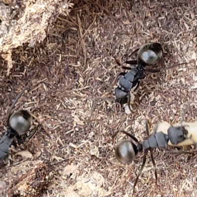 Polyrhachis sp. (genus) (A spiny ant) at Captains Flat, NSW - 15 Jul 2023 by trevorpreston