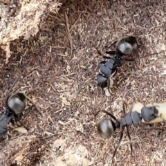 Polyrhachis sp. (genus) (A spiny ant) at Yanununbeyan National Park - 15 Jul 2023 by trevorpreston