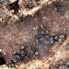 Polyrhachis sp. (genus) at Captains Flat, NSW - 15 Jul 2023