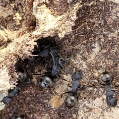 Polyrhachis sp. (genus) at Captains Flat, NSW - 15 Jul 2023