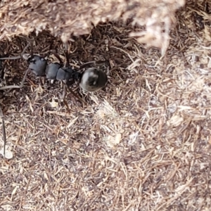 Polyrhachis sp. (genus) at Captains Flat, NSW - 15 Jul 2023