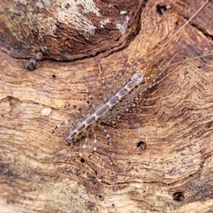 Scutigeridae (family) at Captains Flat, NSW - 15 Jul 2023