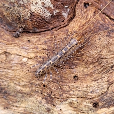 Scutigeridae (family) (A scutigerid centipede) at Yanununbeyan National Park - 15 Jul 2023 by trevorpreston