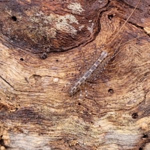 Scutigeridae (family) at Captains Flat, NSW - 15 Jul 2023