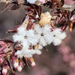 Leucopogon attenuatus (Small-leaved Beard Heath) at Yanununbeyan National Park - 15 Jul 2023 by trevorpreston