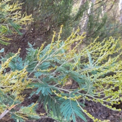 Acacia dealbata subsp. dealbata (Silver Wattle) at Captains Flat, NSW - 15 Jul 2023 by trevorpreston