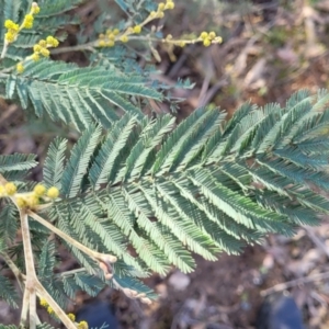 Acacia dealbata subsp. dealbata at Captains Flat, NSW - 15 Jul 2023