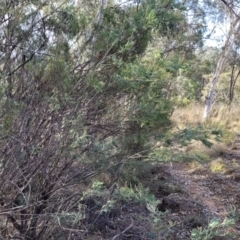 Acacia dealbata subsp. dealbata at Captains Flat, NSW - 15 Jul 2023