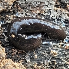 Parakontikia ventrolineata (Stripe-bellied flatworm) at QPRC LGA - 15 Jul 2023 by trevorpreston