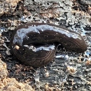 Parakontikia ventrolineata at Captains Flat, NSW - 15 Jul 2023