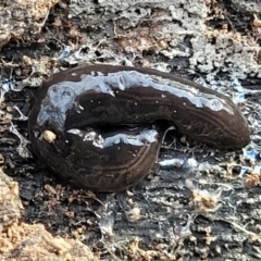 Parakontikia ventrolineata (Stripe-bellied flatworm) at Captains Flat, NSW - 15 Jul 2023 by trevorpreston