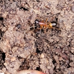Camponotus consobrinus (Banded sugar ant) at Captains Flat, NSW - 15 Jul 2023 by trevorpreston