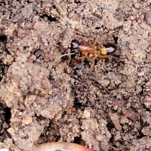 Camponotus consobrinus at Captains Flat, NSW - 15 Jul 2023