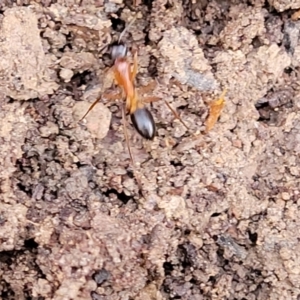 Camponotus consobrinus at Captains Flat, NSW - 15 Jul 2023