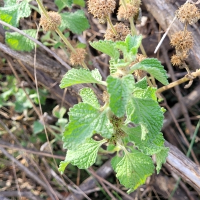 Marrubium vulgare (Horehound) at Captains Flat, NSW - 15 Jul 2023 by trevorpreston