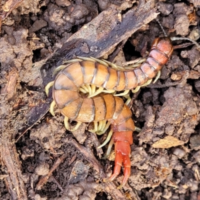 Cormocephalus aurantiipes (Orange-legged Centipede) at QPRC LGA - 15 Jul 2023 by trevorpreston