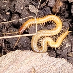 Geophilomorpha sp. (order) (Earth or soil centipede) at Captains Flat, NSW - 15 Jul 2023 by trevorpreston