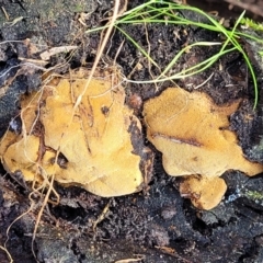 Unidentified Other fungi on wood at Yanununbeyan State Conservation Area - 15 Jul 2023 by trevorpreston