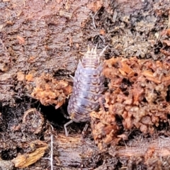 Isopoda (order) (Unidentified isopod or slater) at QPRC LGA - 15 Jul 2023 by trevorpreston