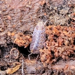 Isopoda (order) (Unidentified isopod or slater) at Captains Flat, NSW - 15 Jul 2023 by trevorpreston