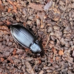 Pterostichini (tribe) (A Carabid beetle) at Captains Flat, NSW - 15 Jul 2023 by trevorpreston