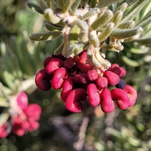 Grevillea lanigera at Captains Flat, NSW - 15 Jul 2023