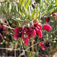 Grevillea lanigera at Captains Flat, NSW - 15 Jul 2023