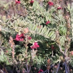 Grevillea lanigera at Captains Flat, NSW - 15 Jul 2023 02:23 PM