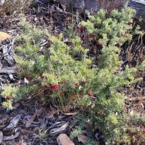 Grevillea lanigera at Captains Flat, NSW - 15 Jul 2023