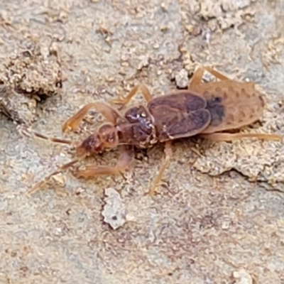 Enicocephalidae (family) (Gnat bug) at QPRC LGA - 15 Jul 2023 by trevorpreston