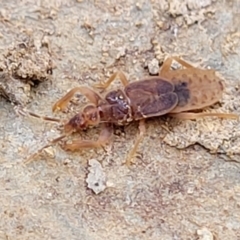 Enicocephalidae (family) (Gnat bug) at Captains Flat, NSW - 15 Jul 2023 by trevorpreston