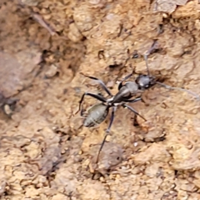 Camponotus aeneopilosus (A Golden-tailed sugar ant) at Captains Flat, NSW - 15 Jul 2023 by trevorpreston