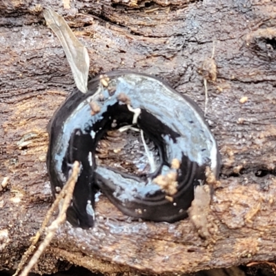 Parakontikia ventrolineata (Stripe-bellied flatworm) at Yanununbeyan State Conservation Area - 15 Jul 2023 by trevorpreston