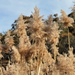 Phragmites australis (Common Reed) at Captains Flat, NSW - 15 Jul 2023 by trevorpreston