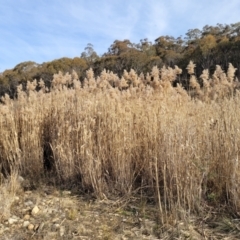 Phragmites australis at Captains Flat, NSW - 15 Jul 2023 02:05 PM