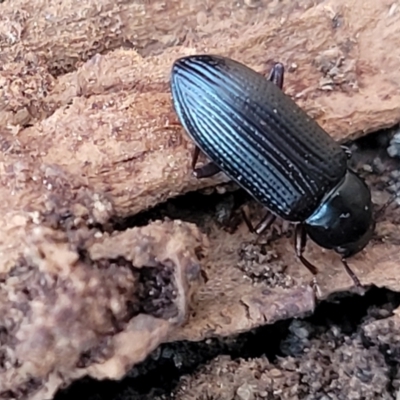 Kaszaba sp. (genus) (Darkling beetle) at QPRC LGA - 15 Jul 2023 by trevorpreston