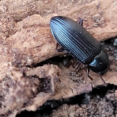 Kaszaba sp. (genus) (Darkling beetle) at Captains Flat, NSW - 15 Jul 2023 by trevorpreston